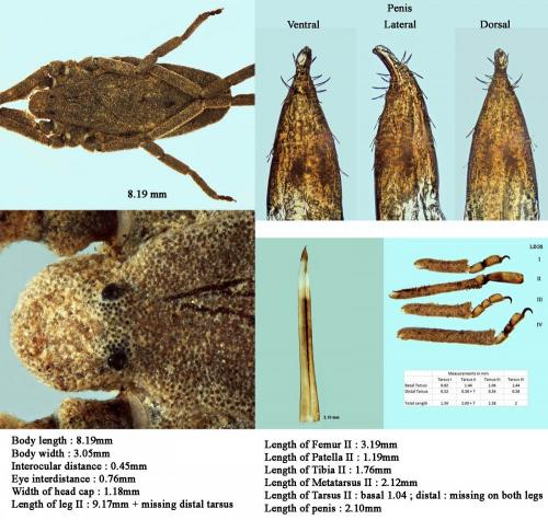 Trogulus nepaeformis